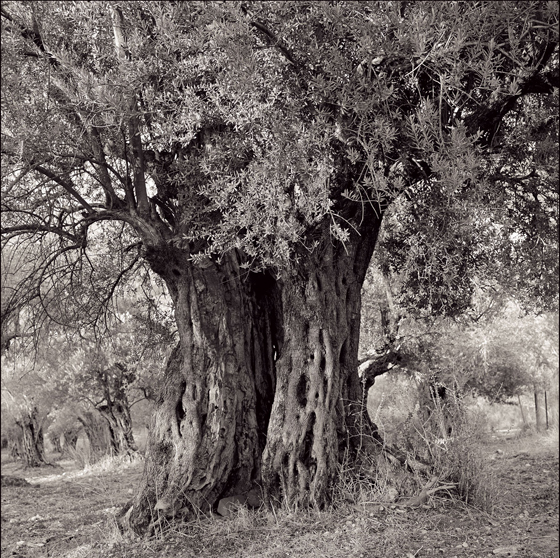 Banyas fairy tale tree
