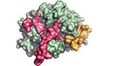 Single Ion Inside a Protein: The Activation of Human Thrombin by Na+ Ion
