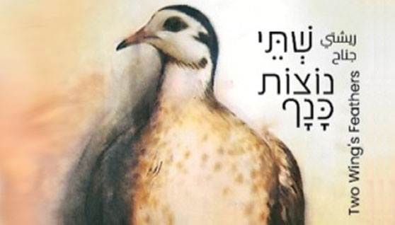 שתי נוצות כנף